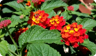 Lantana Flowers